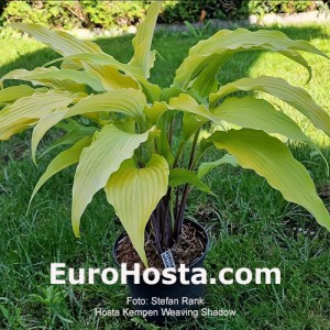 Hosta Kempen Waving Shadow