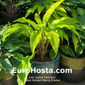 Hosta Kempen Waving Shadow