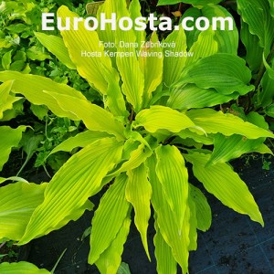 Hosta Kempen Waving Shadow