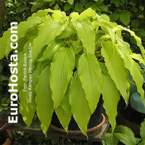 Hosta Kempen Waving Shadow