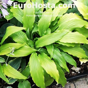 Hosta Kempen Waving Shadow