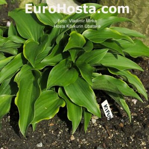 Hosta Kifukurin Ubatake