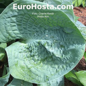 Hosta Kim