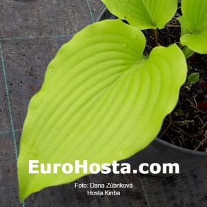 Hosta Kinba