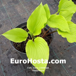 Hosta Kinba