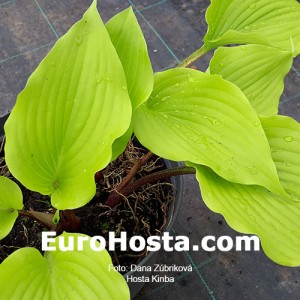 Hosta Kinba