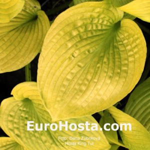 Hosta King Tut - Eurohosta