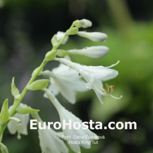 Hosta King Tut - Eurohosta