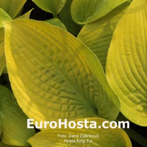 Hosta King Tut - Eurohosta