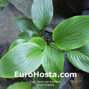 Hosta Kingsize