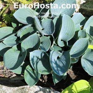 Hosta Kiwi Blue Baby