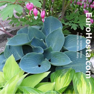 Hosta Kiwi Blue Baby