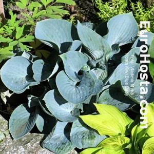 Hosta Kiwi Blue Baby