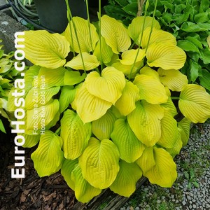 Hosta Kiwi Gold Rush