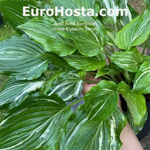 Hosta Kiyosumiensis Seiryu