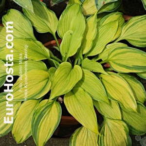 Hosta Kiyosumiensis Maiohgi