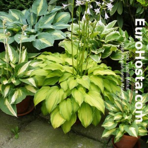 Hosta Kiyosumiensis Maiohgi