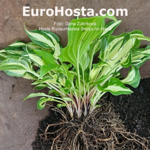 Hosta Kiyosumiensis Seiryu-no-Hana