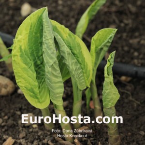 Hosta Knockout - Eurohosta