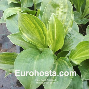 hosta Korean Snow