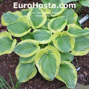 Hosta Li’l Abner - Eurohosta