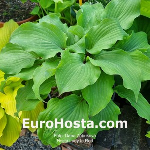 Hosta Lady In Red