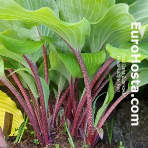 Hosta Lady In Red