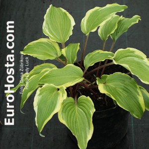 Hosta Lady Luck