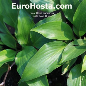 Hosta Lake Huron