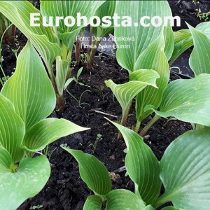 Hosta Lake Huron