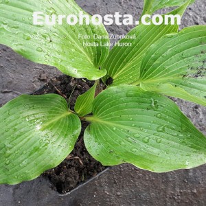 Hosta Lake Huron