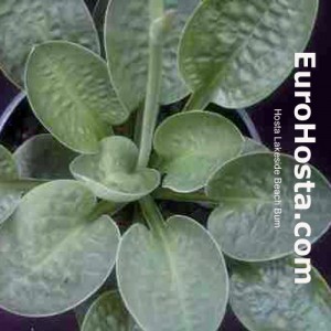 Hosta Lakeside Beach Bum - Eurohosta