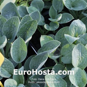 Hosta Lakeside Beach Bum - Eurohosta