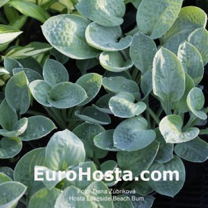 Hosta Lakeside Beach Bum - Eurohosta