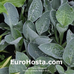 Hosta Lakeside Beach Bum - Eurohosta