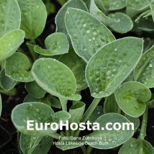 Hosta Lakeside Beach Bum - Eurohosta