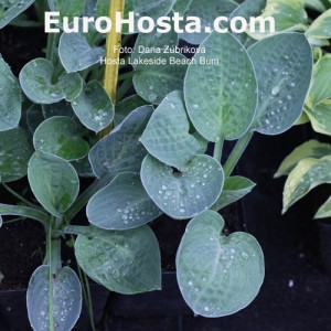 Hosta Lakeside Beach Bum - Eurohosta