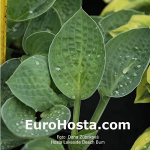 Hosta Lakeside Beach Bum - Eurohosta