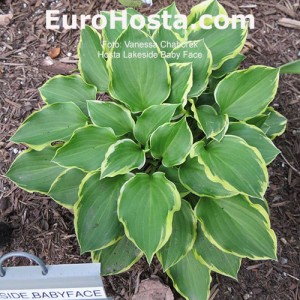 Hosta Lakeside Baby Face 