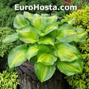 Hosta Lakeside Banana Bay - Eurohosta