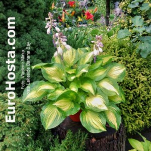 Hosta Lakeside Banana Bay - Eurohosta