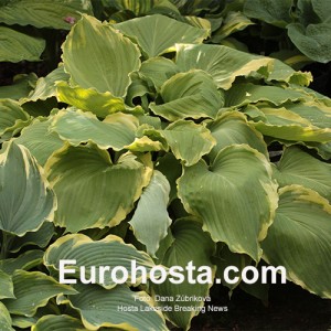 Hosta Lakeside Breaking News