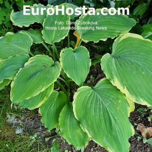 Hosta Lakeside Breaking News