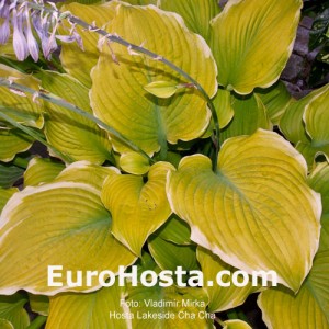 Hosta Lakeside Cha Cha - Eurohosta