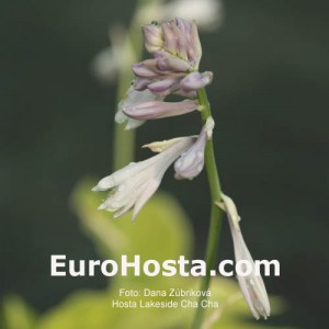 Hosta Lakeside Cha Cha - Eurohosta