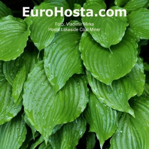 Hosta Lakeside Coal Miner