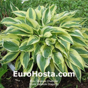 Hosta Lakeside Dragonfly - Eurohosta