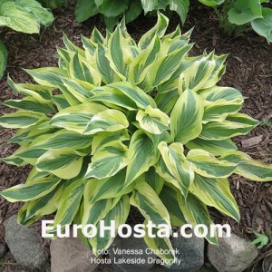 Hosta Lakeside Dragonfly - Eurohosta