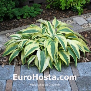 Hosta Lakeside Dragonfly - Eurohosta