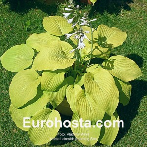 Hosta Lakeside Foaming Sea